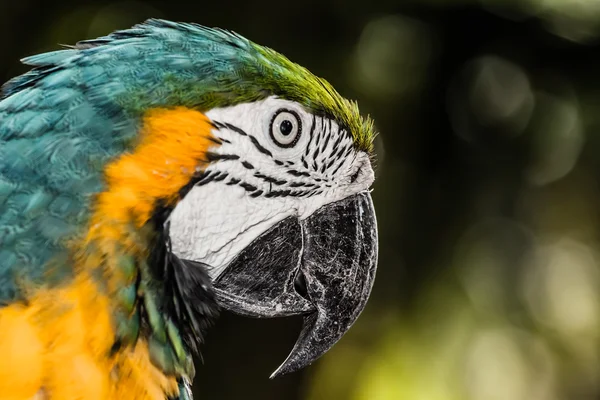 Un primer plano guacamayo azul y amarillo — Foto de Stock