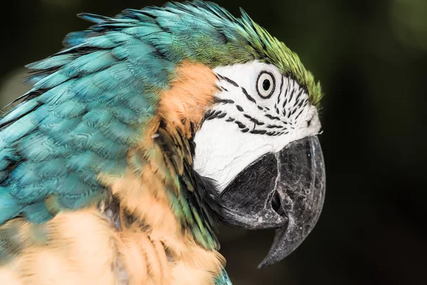 Un primer plano guacamayo azul y amarillo — Foto de Stock