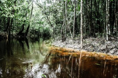 bir yağmur ormanlarında güzel ağaçlar ve Nehri