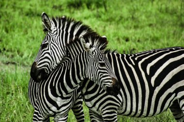 Zebralar Zambiya yeşil arka plan üzerinde