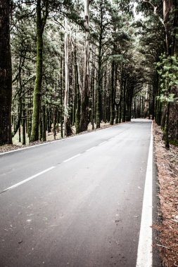Tenerife yol açın. Volkan tiede gösterilen Tenerife güzel manzara dağ yolu sarma.