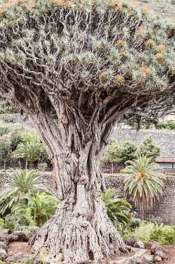 Tenerife ünlü Ejder ağacı, dracaena draco veya drago icod de los vinos, tenerife, Kanarya Adaları, İspanya.