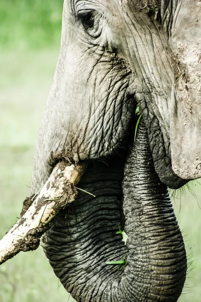 在赞比亚中年轻非洲大象 — 图库照片