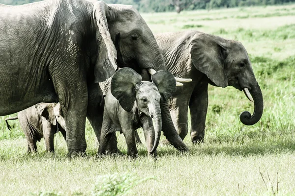 Young African elephant in Zambia — Stock Photo, Image