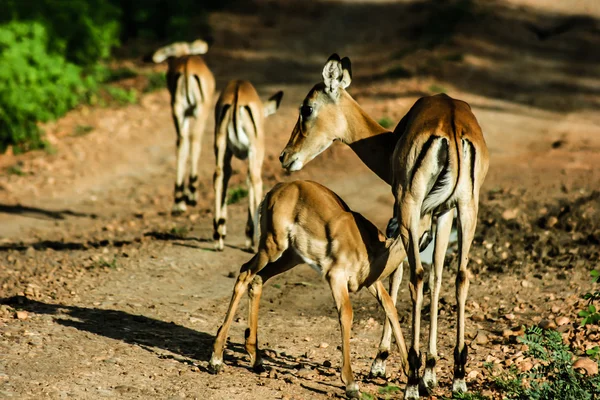 Антилопи Пала в Масаї Мара - Кенія — стокове фото