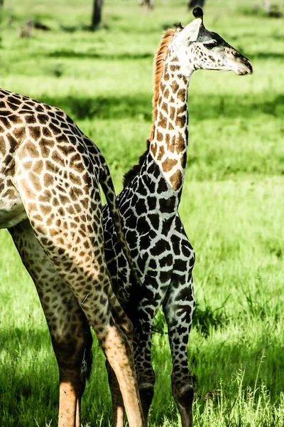 Masai żyrafy w serengeti national park — Zdjęcie stockowe