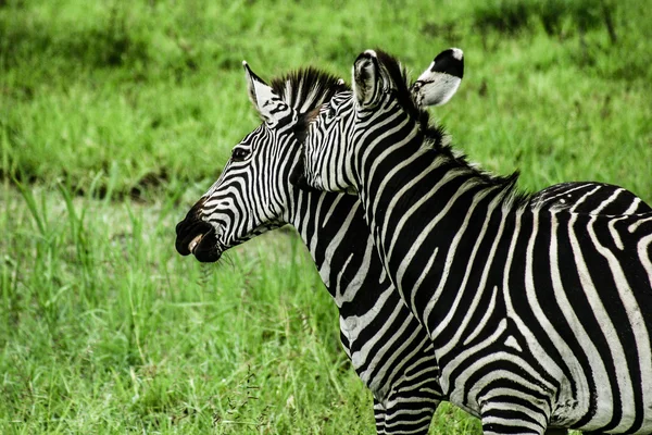 Zebralar Zambiya yeşil arka plan üzerinde — Stok fotoğraf