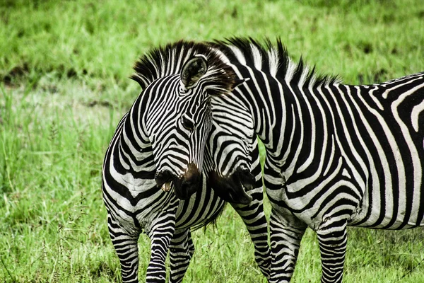 Зебры на зеленом фоне в Замбии — стоковое фото