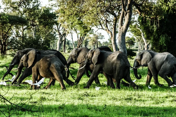 Zambiya genç Afrika fili — Stok fotoğraf