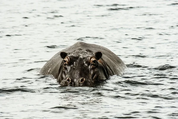 L'hippopotame. Sur le soleil brillant de midi hippopotame dans l'eau avec un oiseau sur le dos.. Afrique — Photo