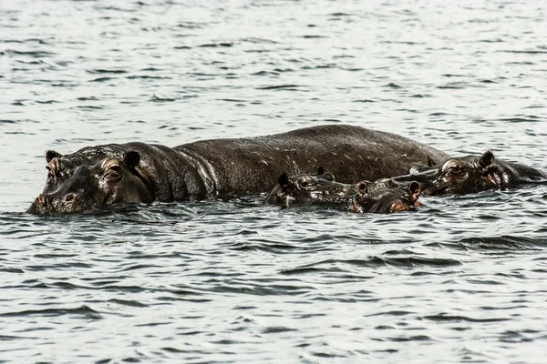 L'hippopotame. Sur le soleil brillant de midi hippopotame dans l'eau avec un oiseau sur le dos.. Afrique — Photo