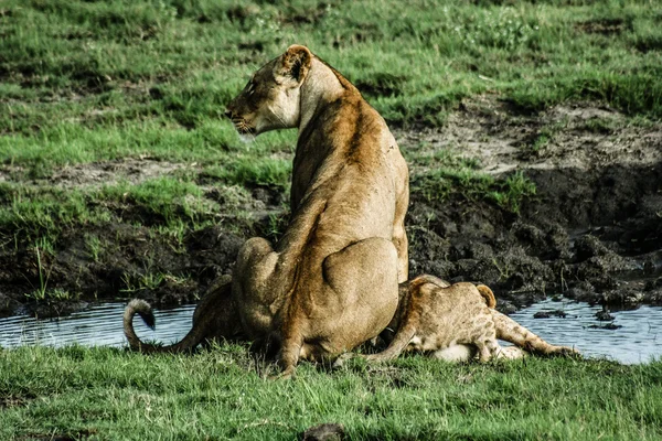 Leeuwin en welpen — Stockfoto