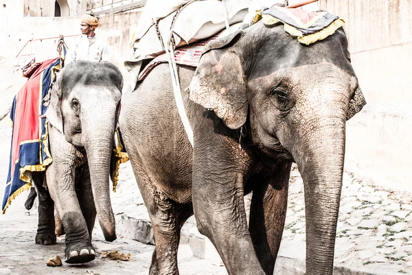 Índia, Rajastão, Jaipur, o Forte Amber, motorista de elefante — Fotografia de Stock