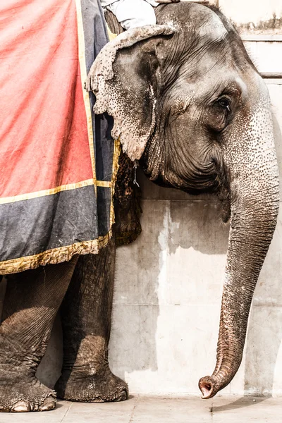Indien, rajasthan, jaipur, amber fort, elefant förare — Stockfoto