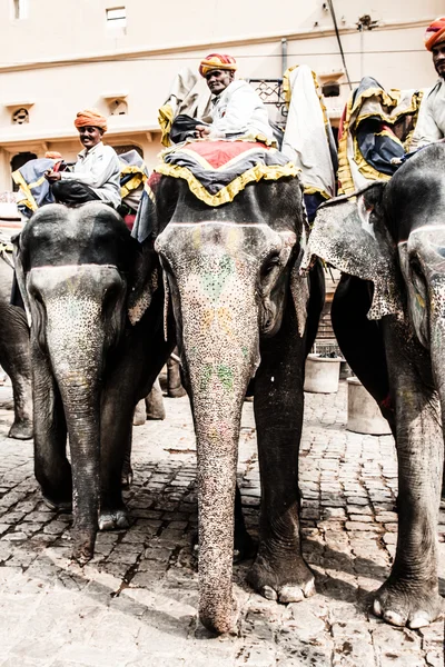 Indien, rajasthan, jaipur, amber fort, elefant förare — Stockfoto