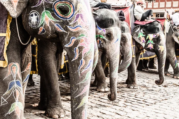 Indien, rajasthan, jaipur, amber fort, elefant förare — Stockfoto