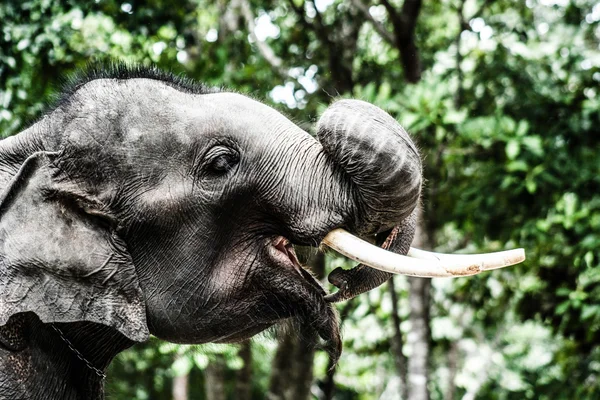 亚洲大象在泰国马戏团. — 图库照片