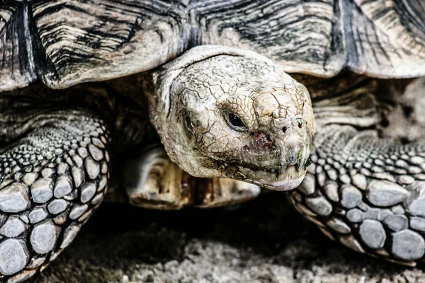 Зрелая черепаха ходит по траве — стоковое фото