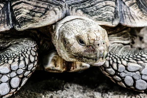 成熟したカメの草の上を歩いて — ストック写真