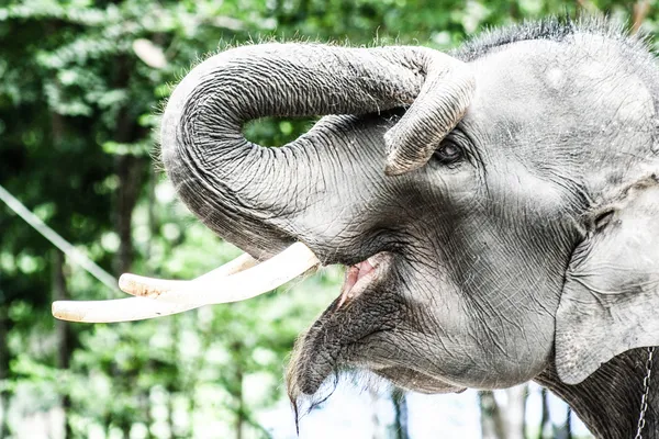 Asians elephants in thailand circus. — Stock Photo, Image