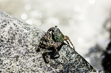 Asya Beach Atlantik hayalet yengeci