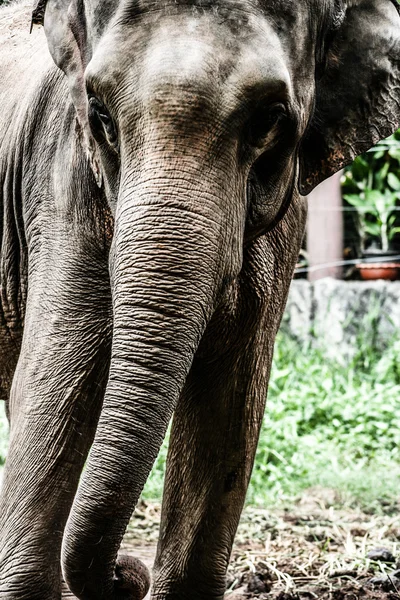 Asiatische Elefanten im thailändischen Zirkus. — Stockfoto