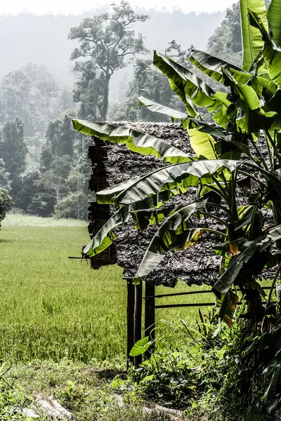 Sabah vakti vadide pirinç tarlaları. Bali adası