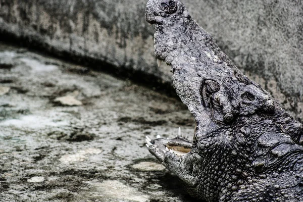 Köttet vatten krokodil i thailand — Stockfoto