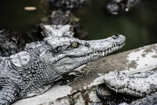 Crocodilo de água de carne na Tailândia — Fotografia de Stock