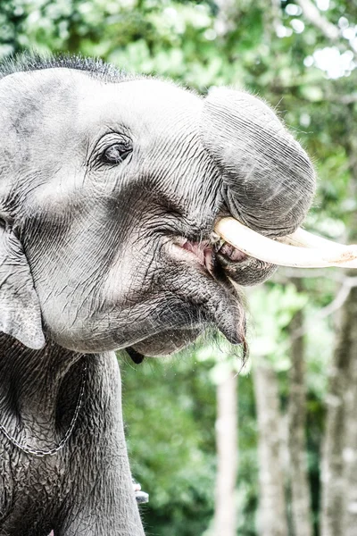 亚洲大象在泰国马戏团. — 图库照片