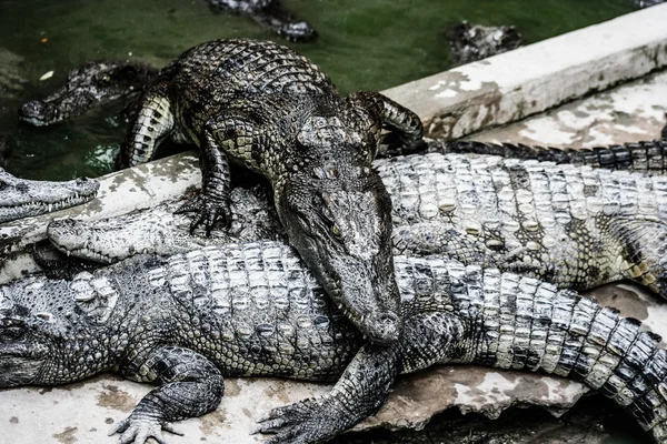 Crocodilo de água de carne na Tailândia — Fotografia de Stock