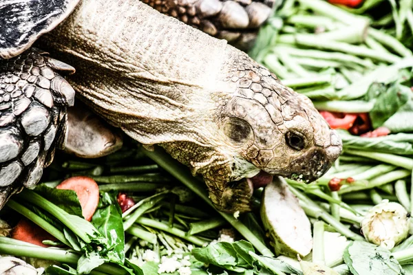 Mature tortoise walking on grass — Stock Photo, Image