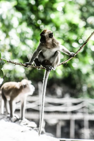 Małpa siedzi na drzewie, phuket, Tajlandia — Zdjęcie stockowe