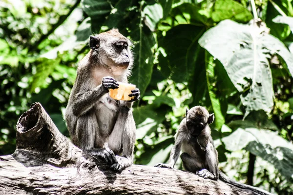 Mono sentado en el árbol, Phuket, Tailandia —  Fotos de Stock