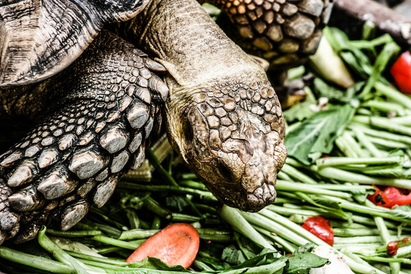 Зрелая черепаха ходит по траве
