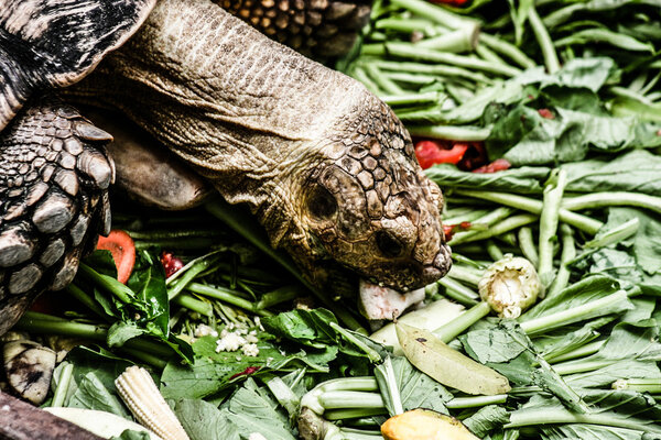 Зрелая черепаха ходит по траве
