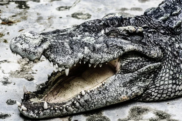 Köttet vatten krokodil i thailand — Stockfoto