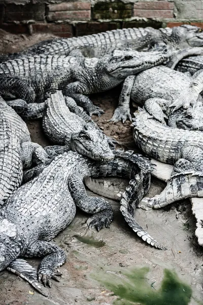 Test víz krokodil Thaiföldön — Stock Fotó