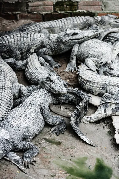 Coccodrillo d'acqua di carne in Thailandia — Foto Stock