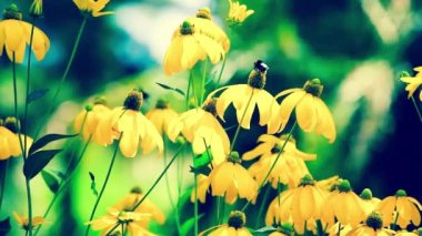 susan Çiçek bahçesinde rudbeckias siyah gözlü