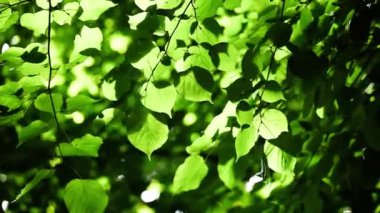 güzel yeşil yaprakları ve parlak güneşin üzerinde arka plan bulanık