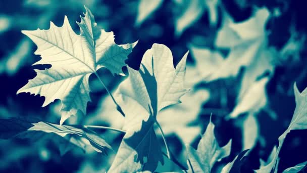 Belles feuilles vertes et soleil brillant sur fond flou — Video
