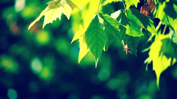 Beautiful green leaves and bright sun over blurred background — Stock Video