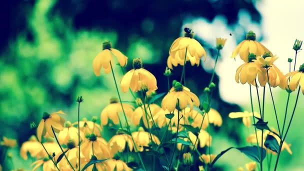 Rudbeckias negro ojos susan flores en el jardín — Vídeo de stock