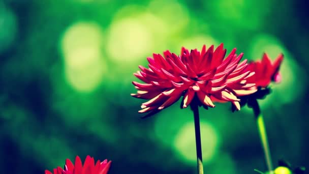 Fleurs de dahlia colorées avec gouttes de rosée du matin — Video