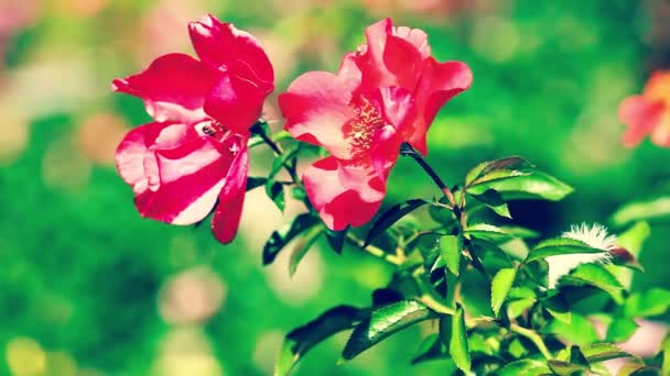 Όμορφα μικρά τριαντάφυλλα σε πράσινο φόντο — Αρχείο Βίντεο