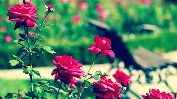 Lindas rosas pequenas em fundo verde — Vídeo de Stock