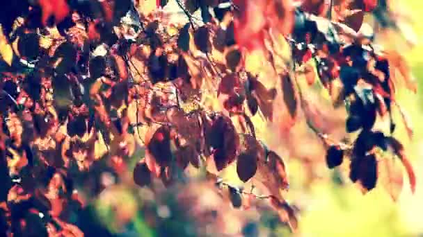 Beautiful green leaves and bright sun over blurred background — Stock Video