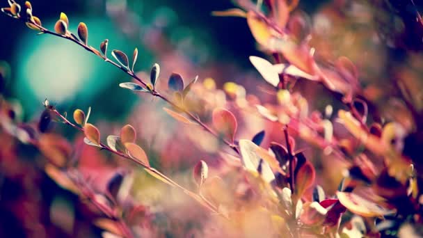 Beautiful brown leaves and bright sun over blurred background — Stock Video