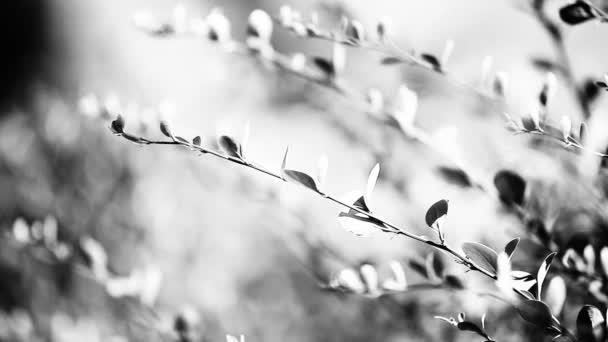 Beautiful brown leaves and bright sun over blurred background — Stock Video